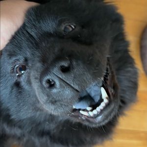 Meet your Posher, Lily